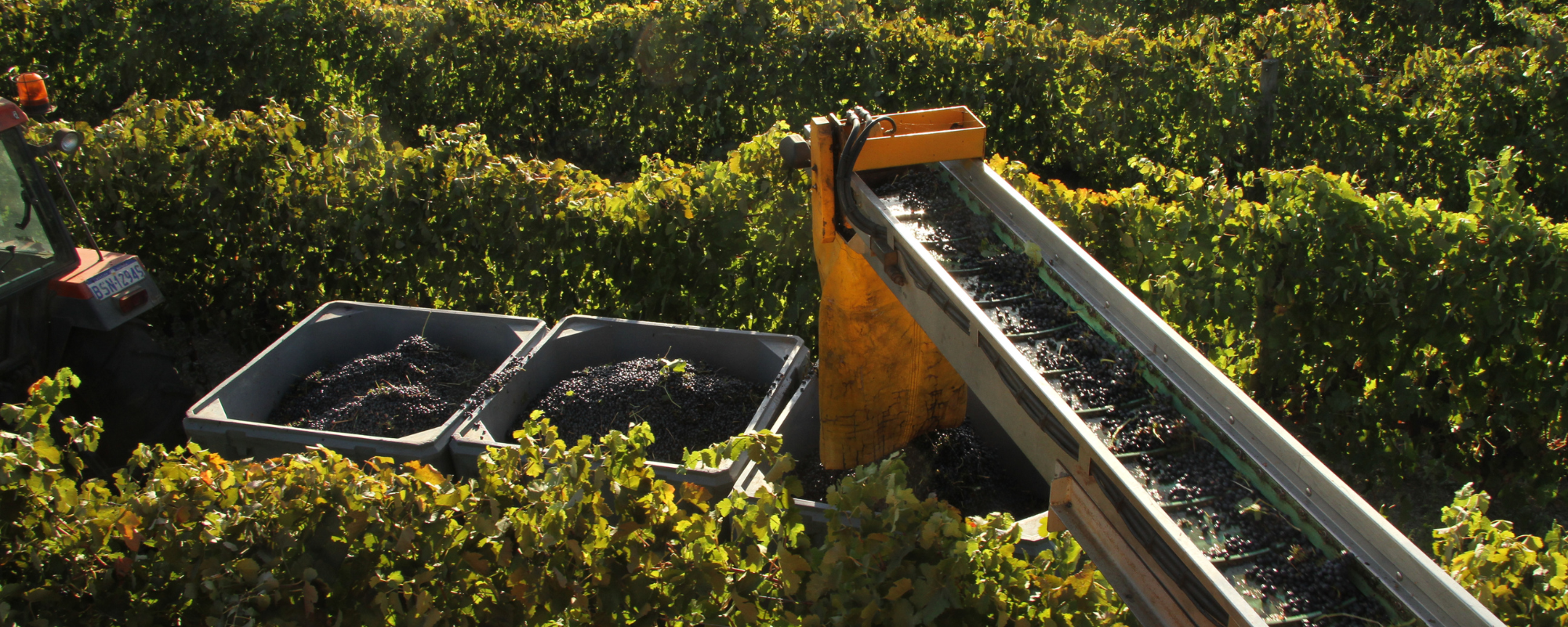 Harvesting Grapes at Greenpiper Wines in Margaret River Vineyard