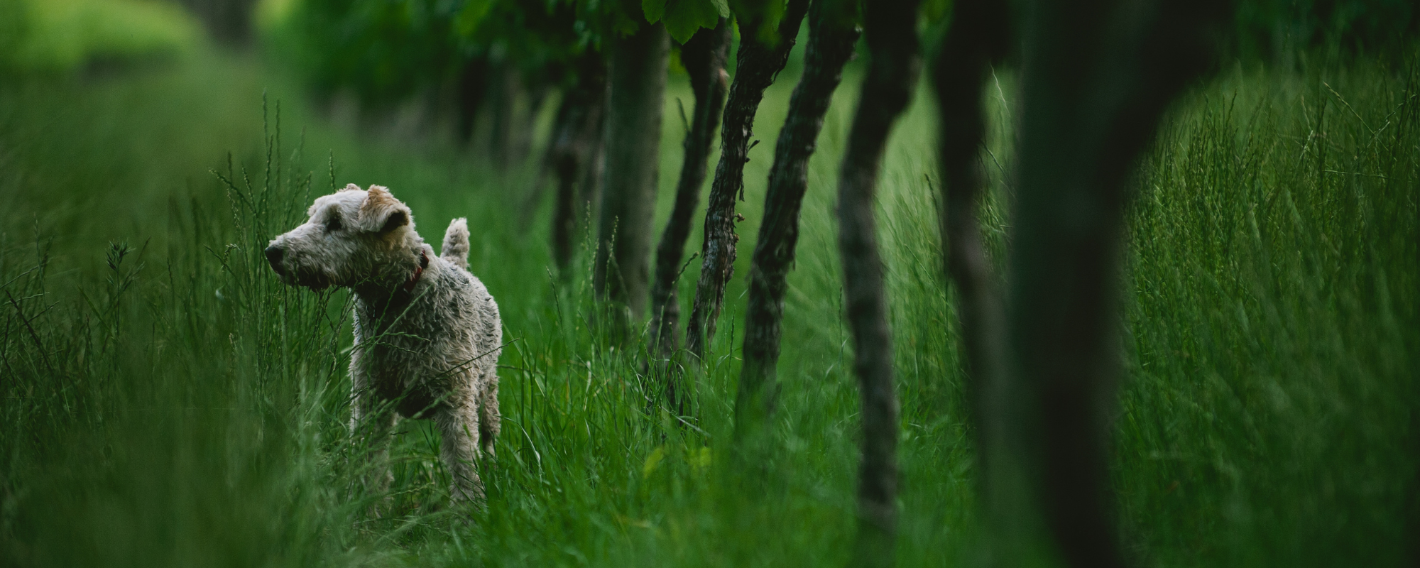 Dog in Vineyards in Margaret River Australia at Greenpiper Wines