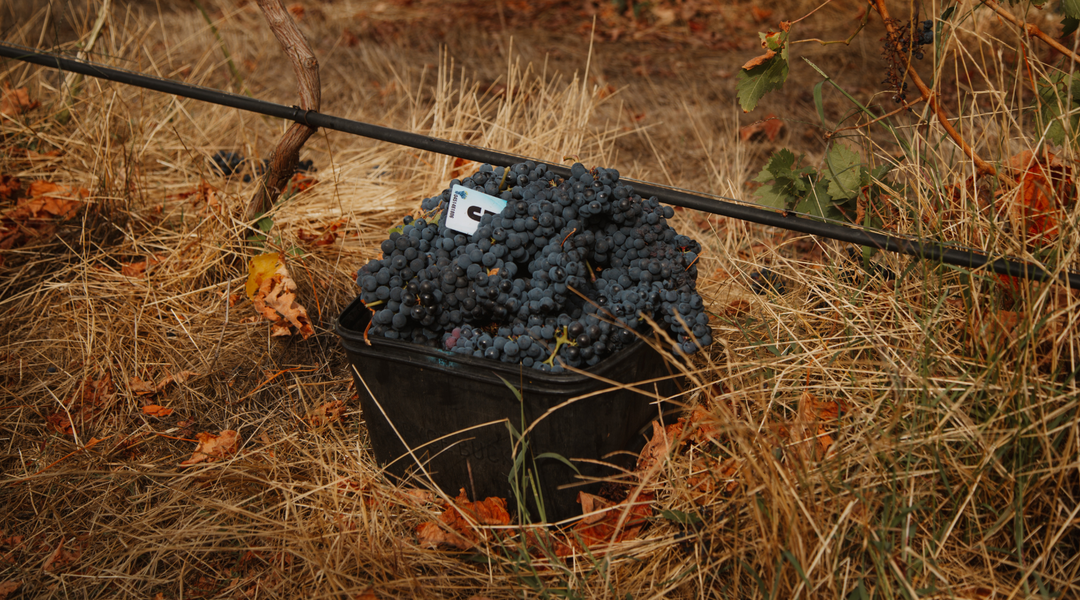Harvest 2025: Long Nights, Hard Work, and Great Wine Ahead
