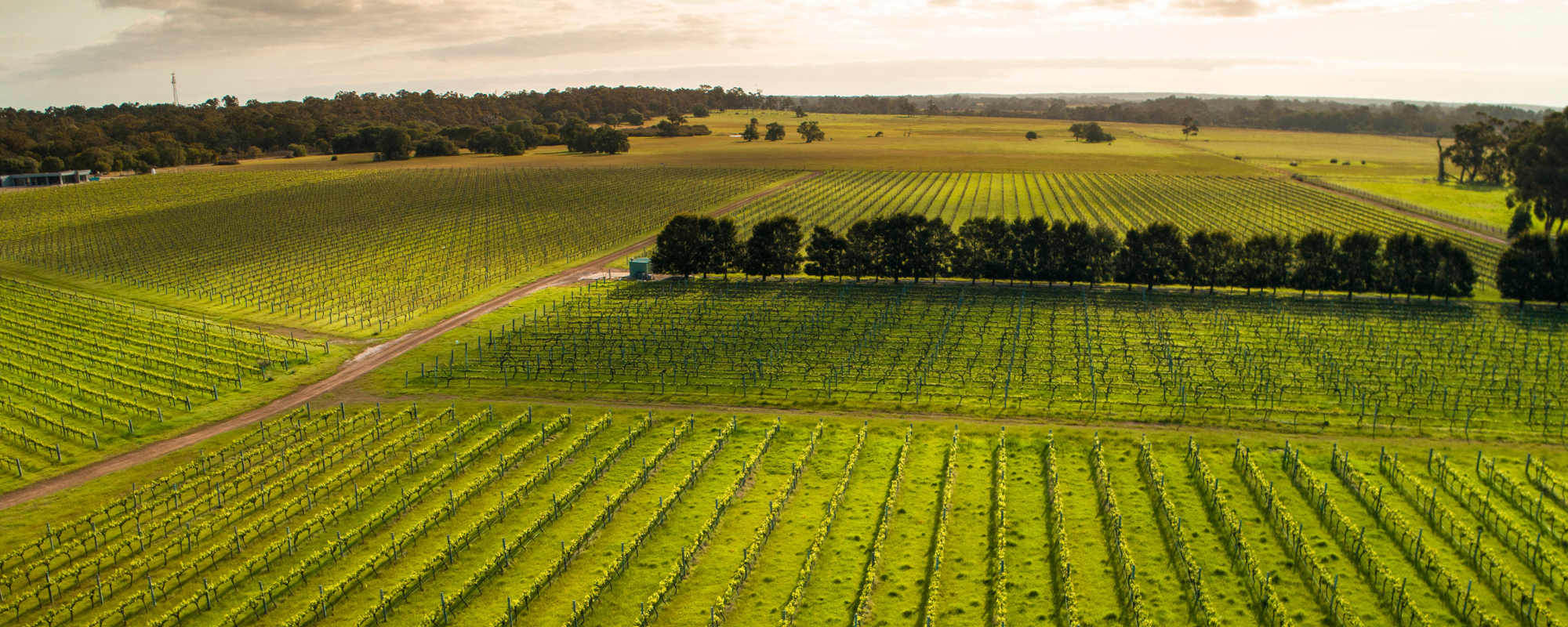 Stunning View overlooking Vineyards from Drone in Margaret River Western Australia 