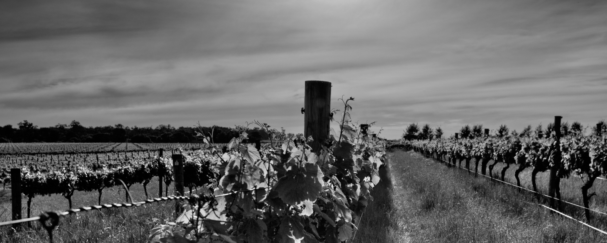 Night Harvest Five Moons Margaret River Wines