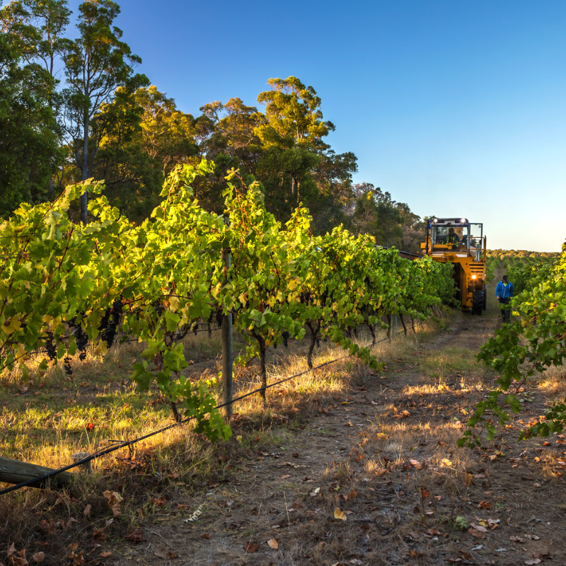 Harvesting Grapes in the Vineyard in Margaret River Australia at Greenpiper Wines