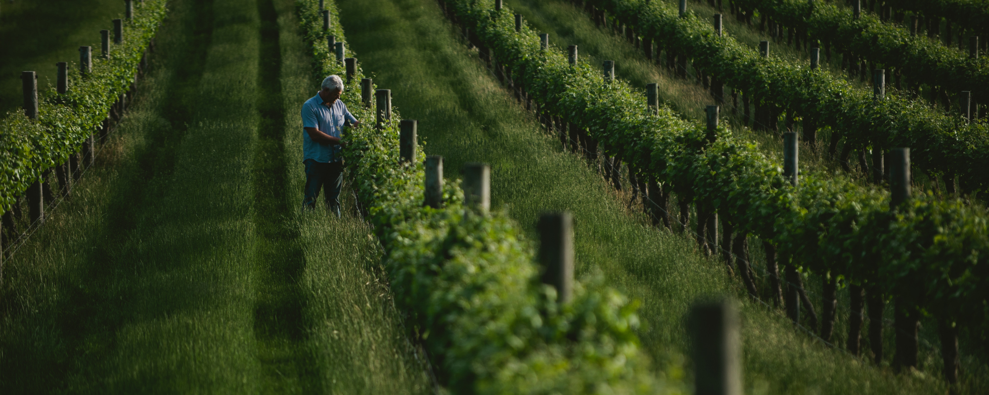 Andy in the vineyards at Greenpiper Wines