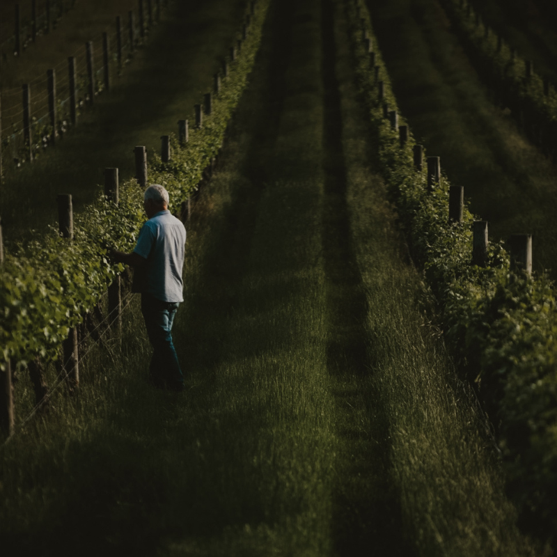 Andy of Greenpiper Wines in our vineyards in Margaret River