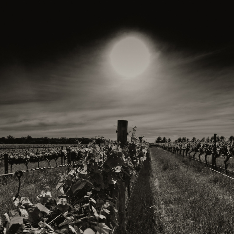 Greenpiper Wines Night Harvesting Practices in Margaret River