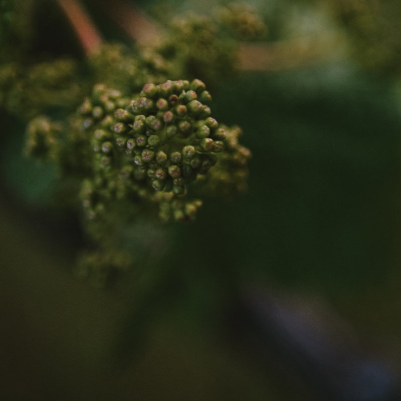 Grapes in the Vineyard in Margaret River Australia at Greenpiper Wines